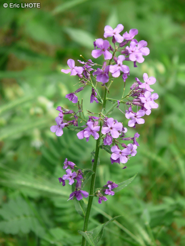  - Hesperis matronalis - 