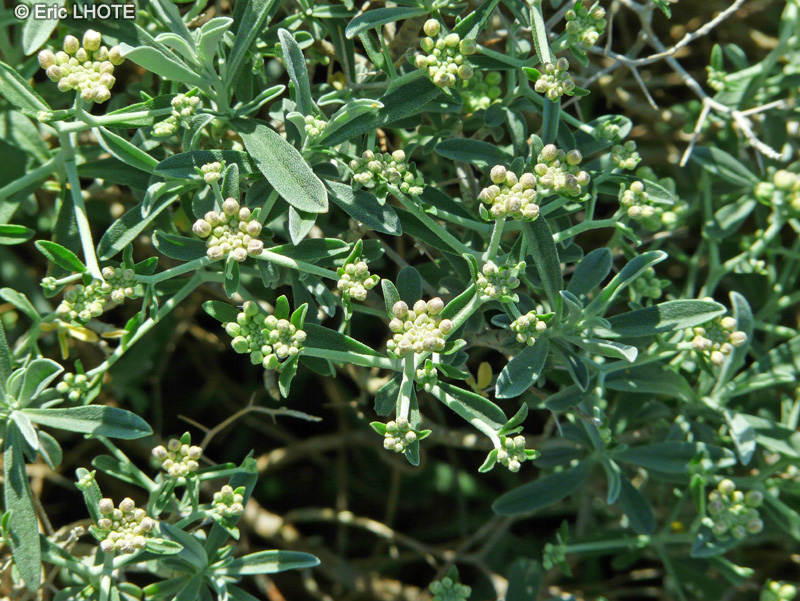  - Hormathophylla spinosa - 