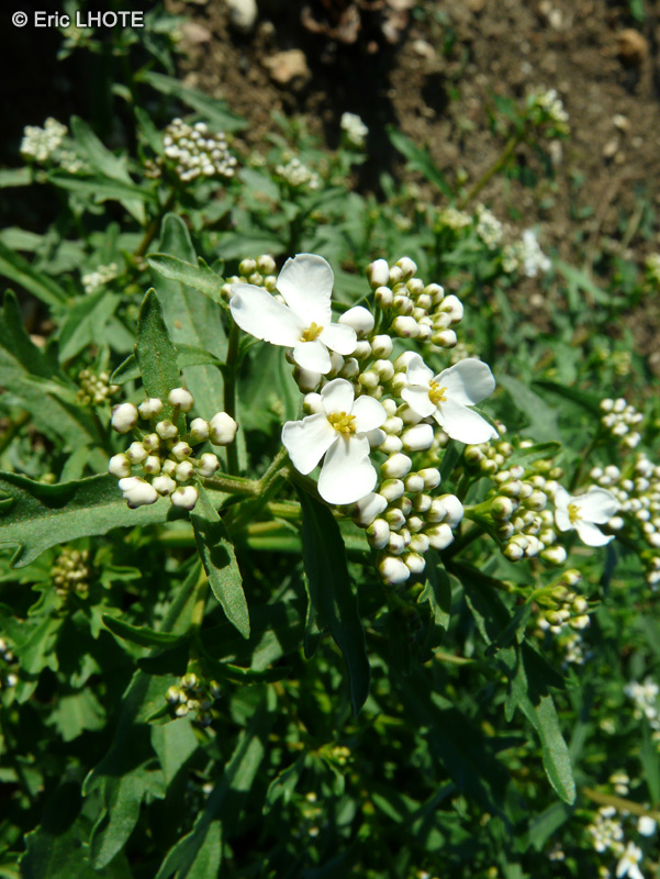  - Iberis amara, Iberis crenata - 