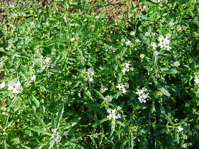 Brassicaceae - Iberis amara, Iberis crenata - Ibéris crénelé