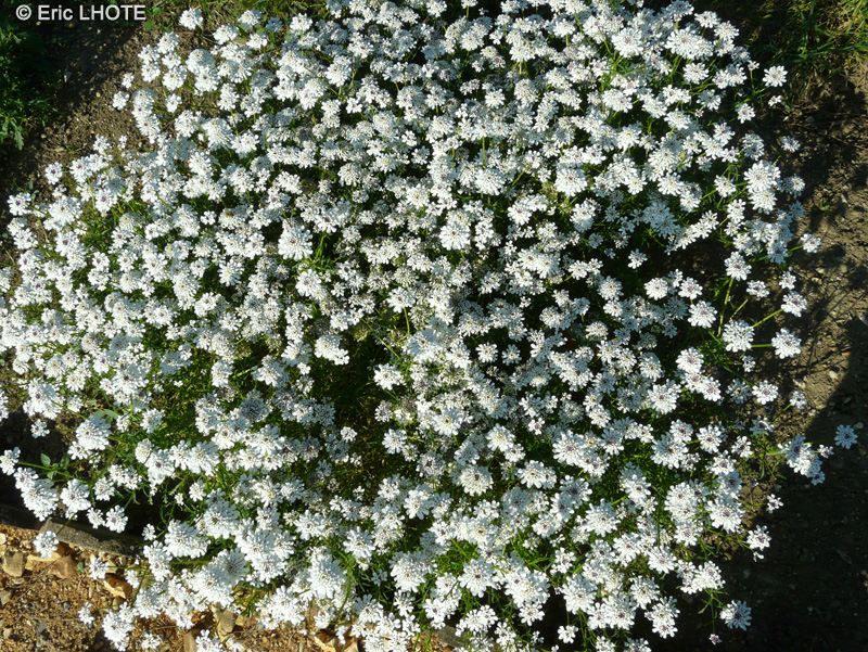 Brassicaceae - Iberis pinnata - Ibéris à feuilles pennées