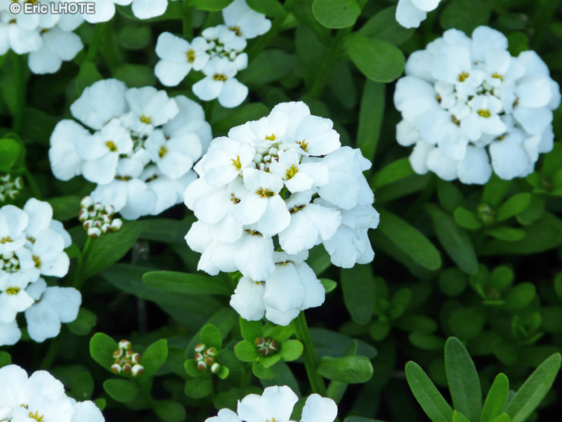  - Iberis sempervirens - 