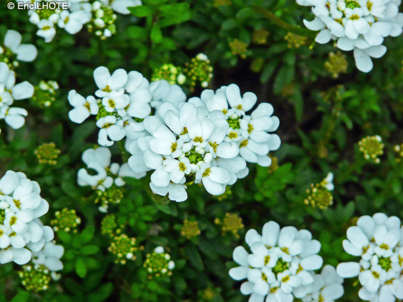  - Iberis sempervirens - 