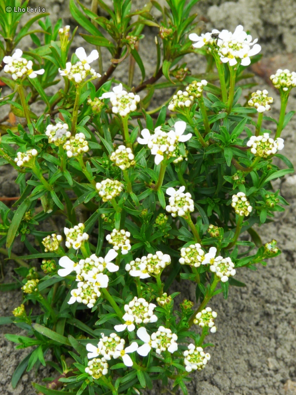  - Iberis sempervirens - 