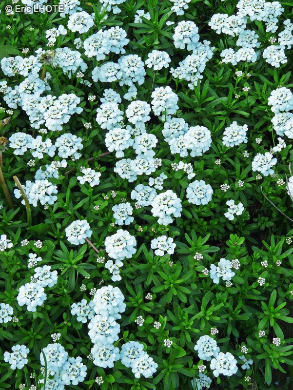 Brassicaceae - Iberis sempervirens - Ibéris, Corbeille d’argent