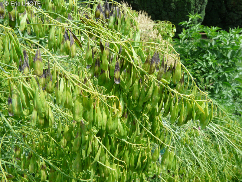  - Isatis tinctoria - 