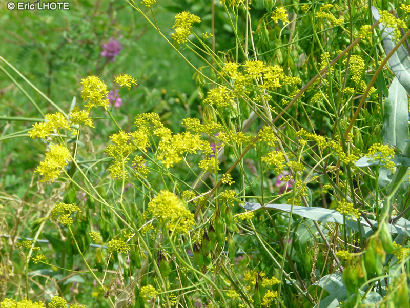  - Isatis tinctoria - 