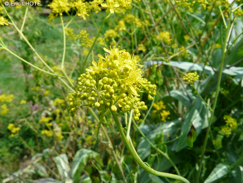  - Isatis tinctoria - 