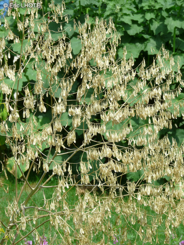  - Isatis tinctoria - 