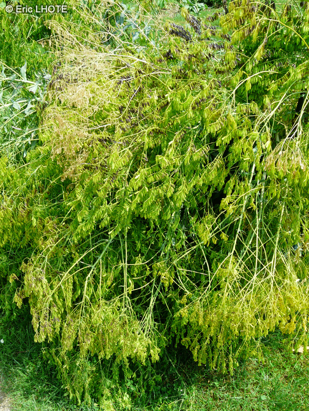 Brassicaceae - Isatis tinctoria - Pastel des teinturiers