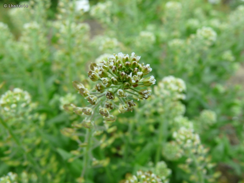  - Lepidium campestre - 