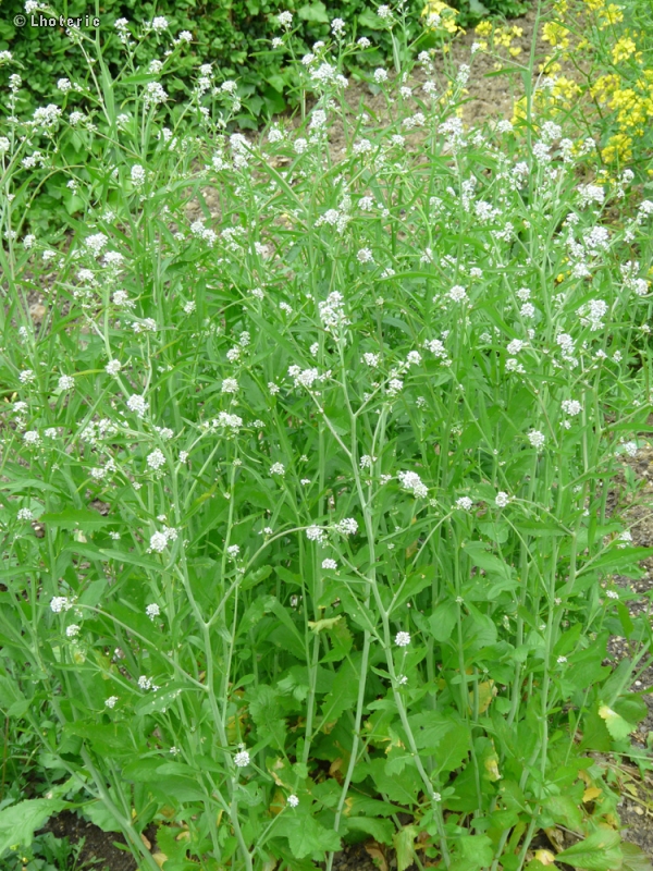 Brassicaceae - Lepidium sativum - Cresson Alénois, Passerage