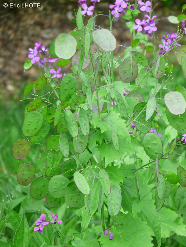  - Lunaria annua - 