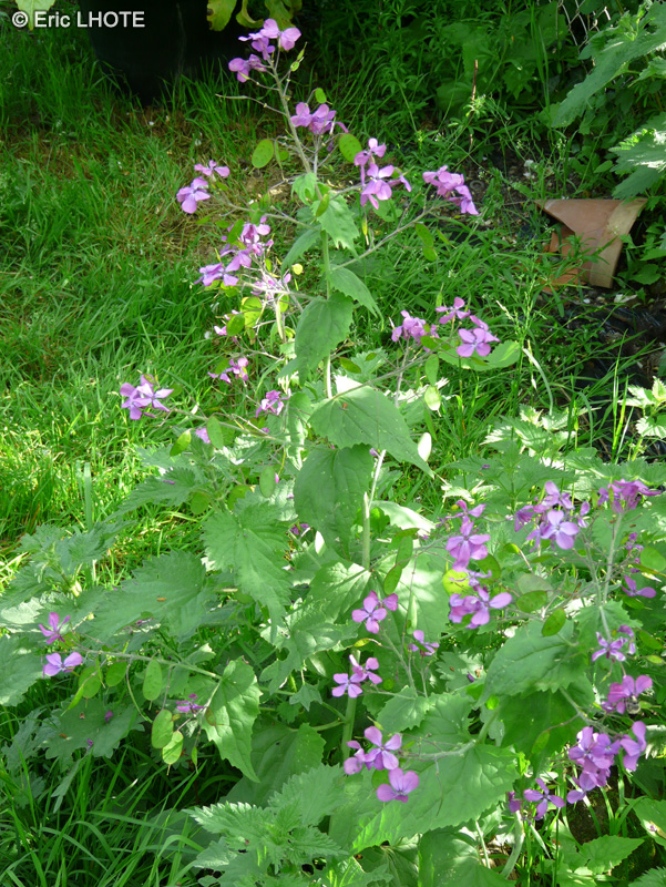  - Lunaria annua - 