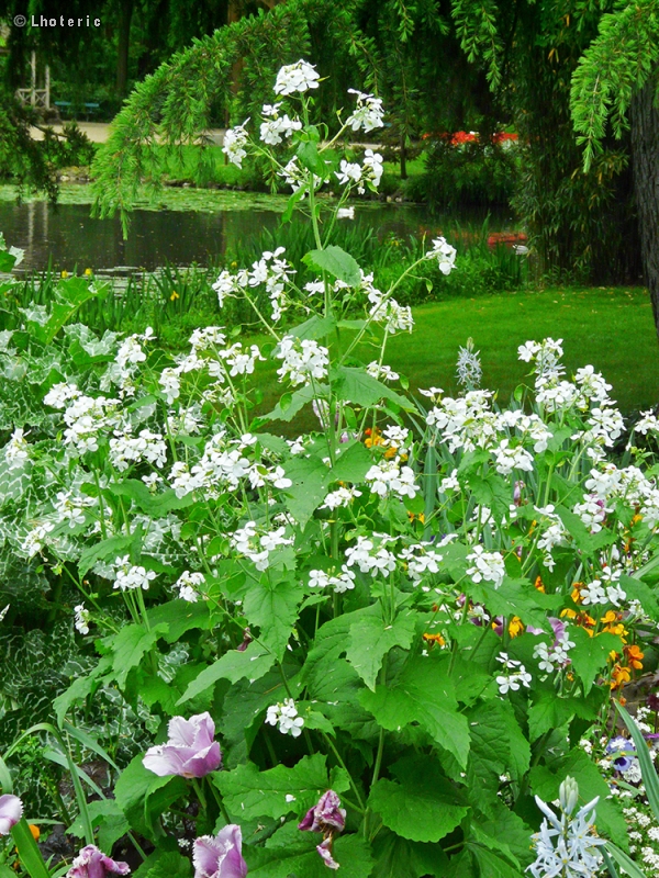 Brassicaceae - Lunaria annua Alba - Monnaie du pape