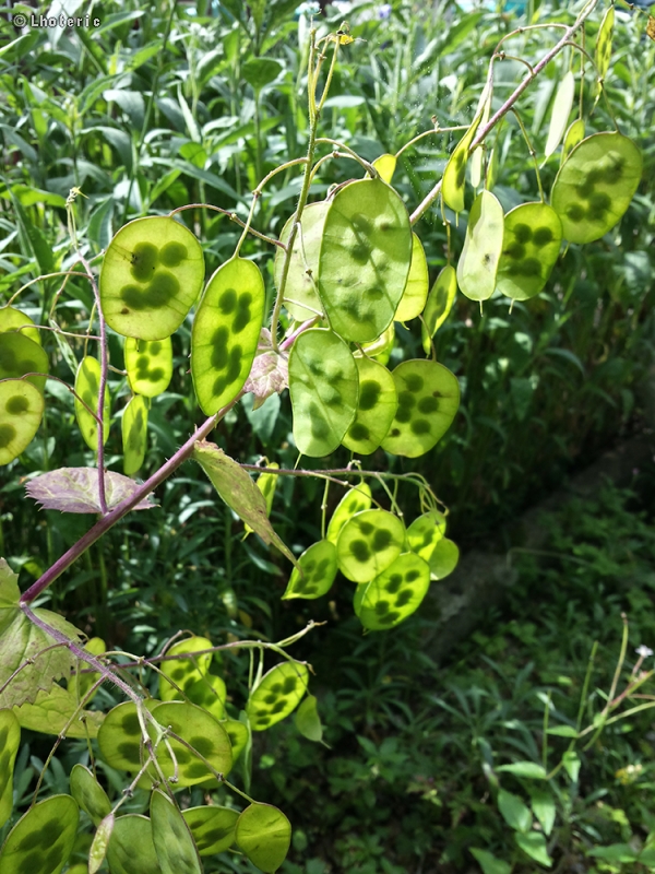  - Lunaria annua Alba - 