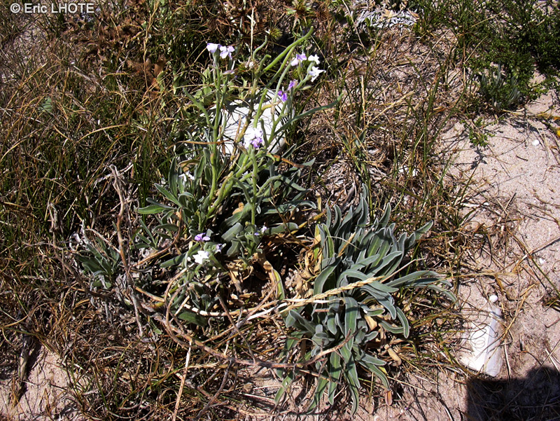  - Matthiola sinuata - 