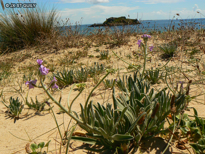  - Matthiola sinuata - 