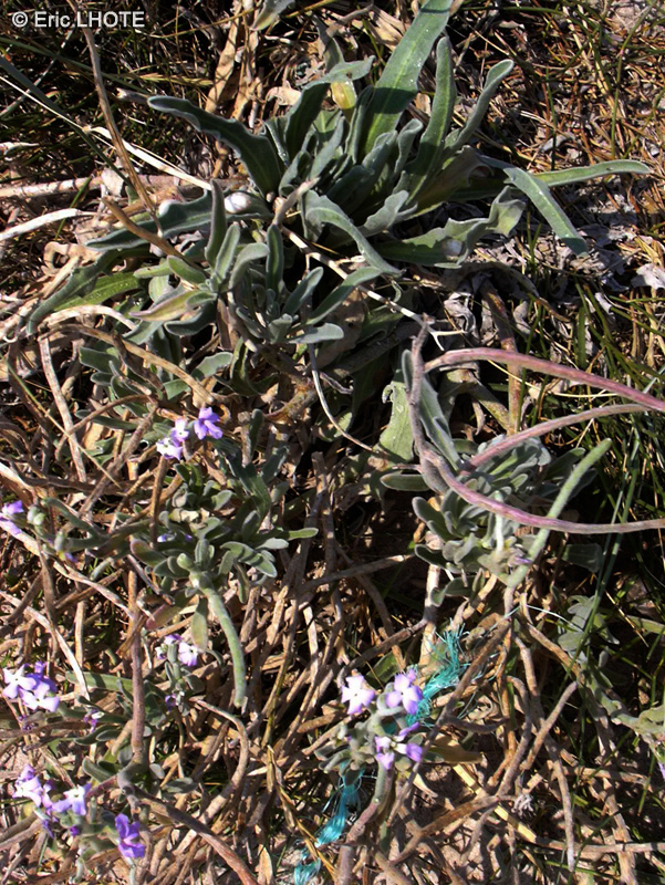 Brassicaceae - Matthiola sinuata - Girofl&eacute;e des dunes, Matthiole, Matthiole &agrave; feuilles sinu&eacute;es
