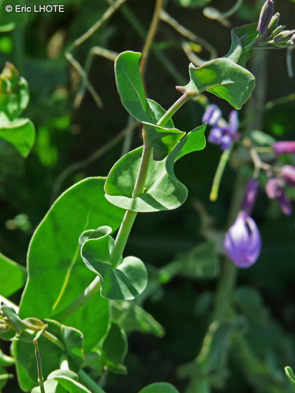  - Moricandia arvensis - 