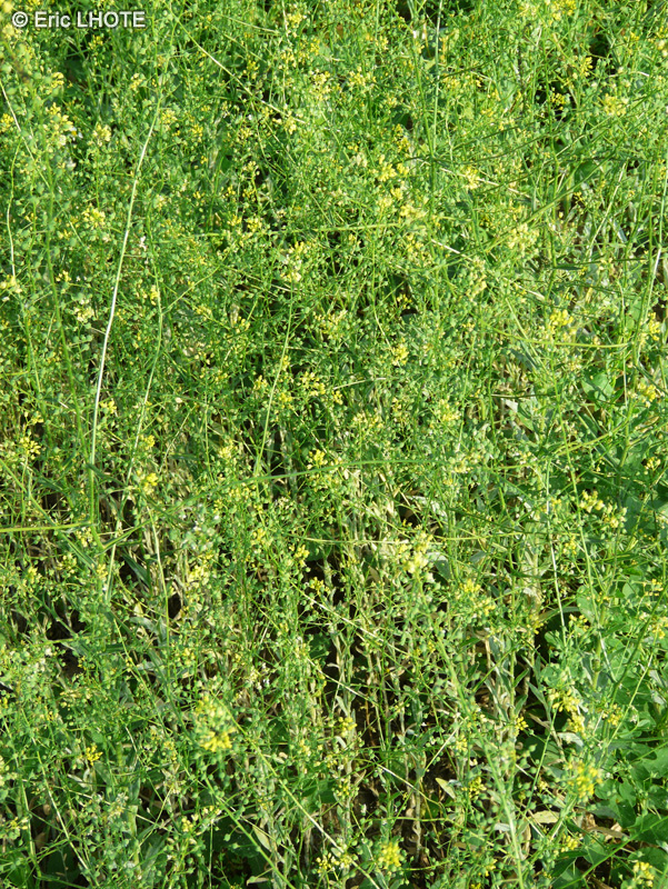 Brassicaceae - Neslia paniculata - Neslie paniculée, Neslie en panicule, Neslie apiculée