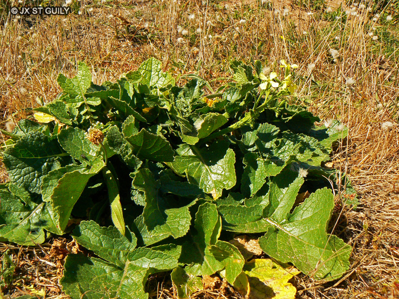Brassicaceae - Raphanus raphanistrum - Radis Ravenelle, Ravenelle, Raveluche, Jotte, Rave sauvage, Raphanelle russe