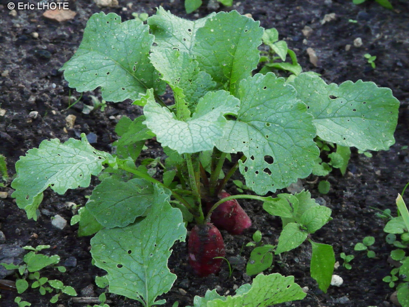 Brassicaceae - Raphanus sativus - Radis