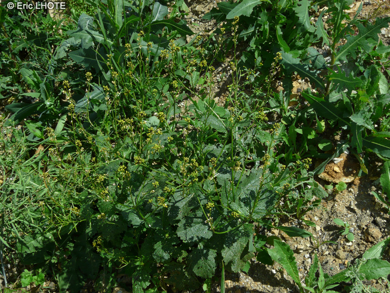 Brassicaceae - Sinapis arvensis - Moutarde des champs