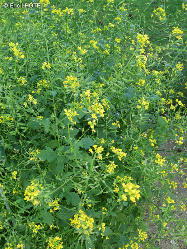 Brassicaceae - Sinapsis alba - Moutarde blanche, S&eacute;nev&eacute;, Sanve