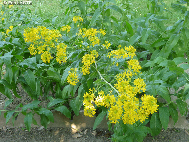  - Sisymbrium strictissimum - 