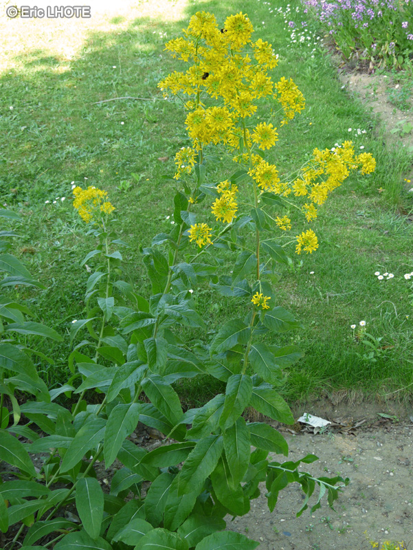 Brassicaceae - Sisymbrium strictissimum - V&eacute;lar raide, Sisymbre raide