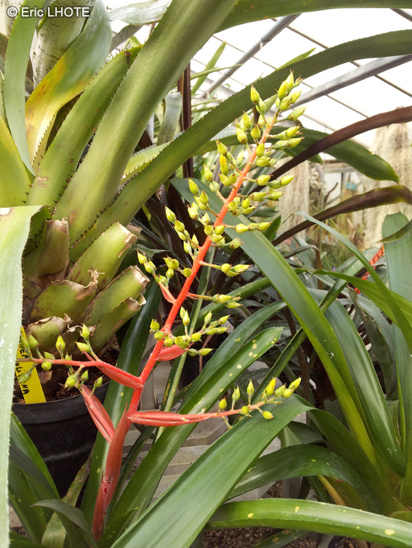 Bromeliaceae - Aechmea aciculosa - Aechméa, Vase d’argent