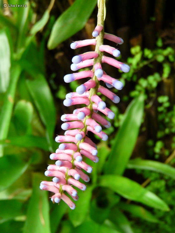  - Aechmea apocalyptica - 