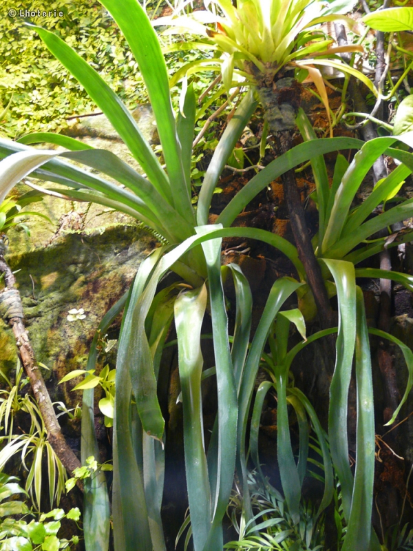 Bromeliaceae - Aechmea serrata - Aechméa, Vase d&rsquo;argent