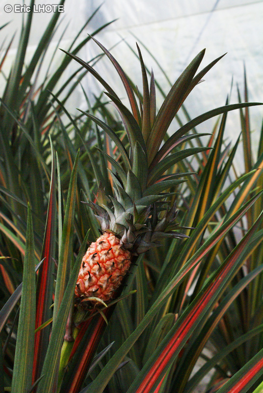  - Ananas comosus - 