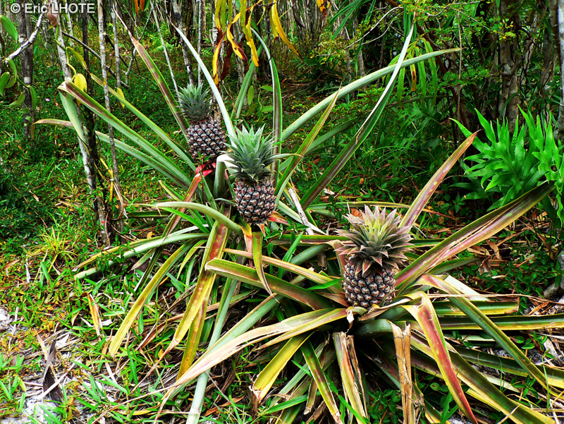  - Ananas comosus - 