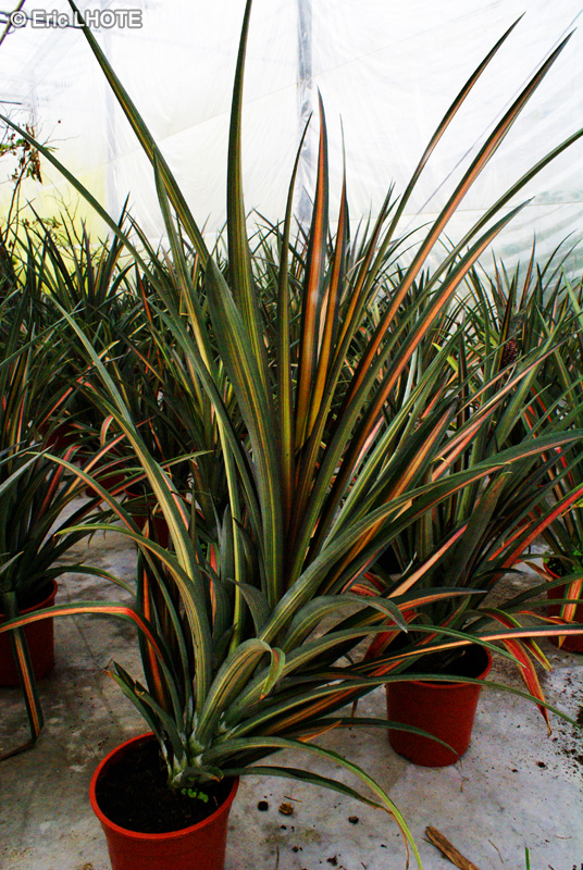  - Ananas comosus - 