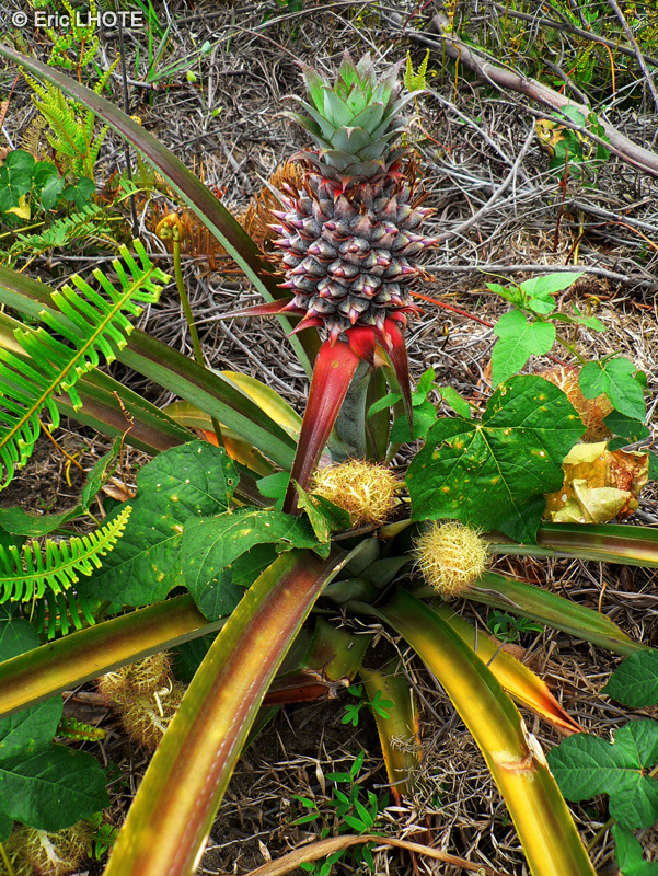  - Ananas comosus - 