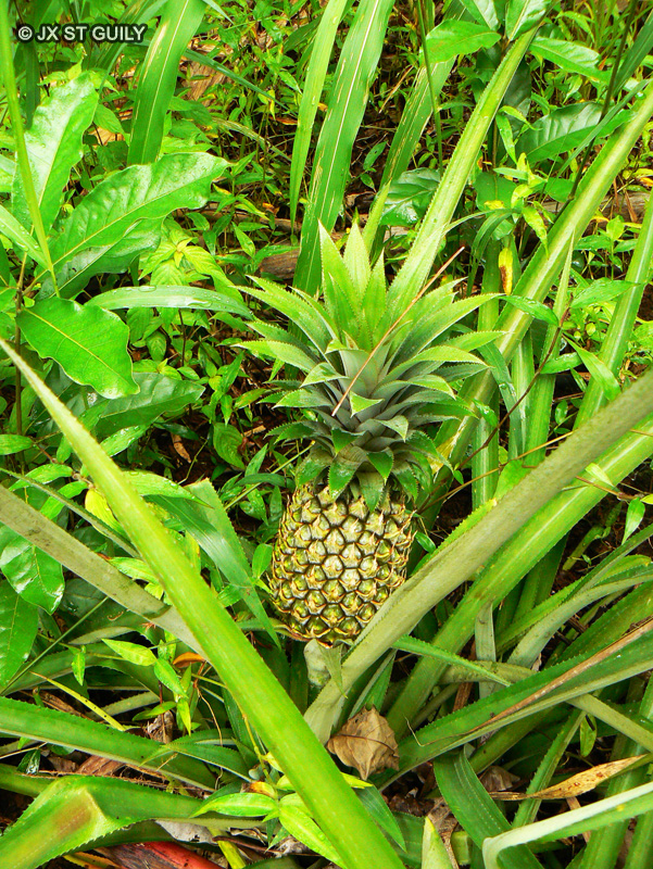  - Ananas comosus - 