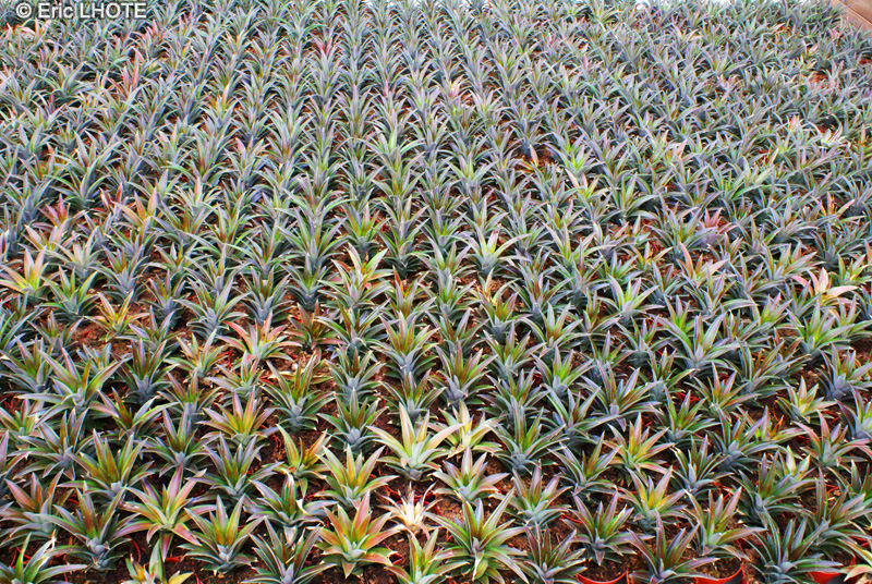 Bromeliaceae - Ananas comosus - Ananas