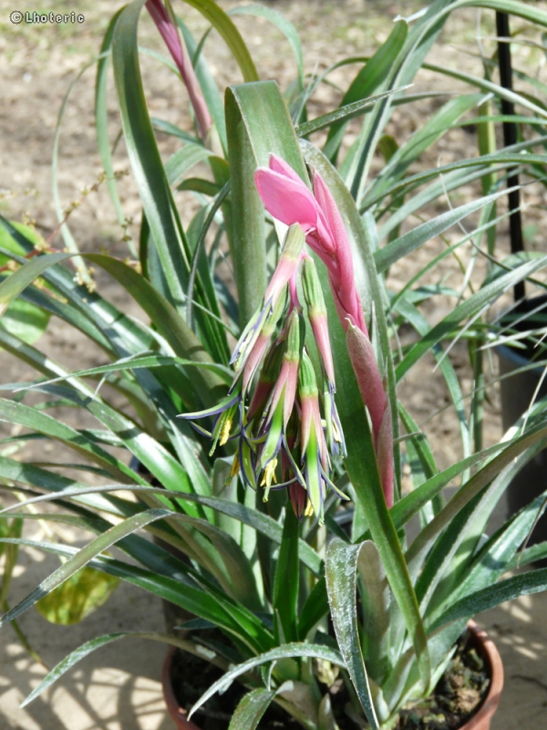  - Billbergia nutans - 