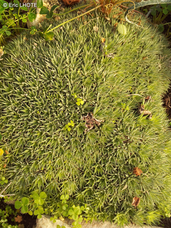Bromeliaceae - Deuterocohnia brevifolia grisebach - Deuterocohnia brevifolia