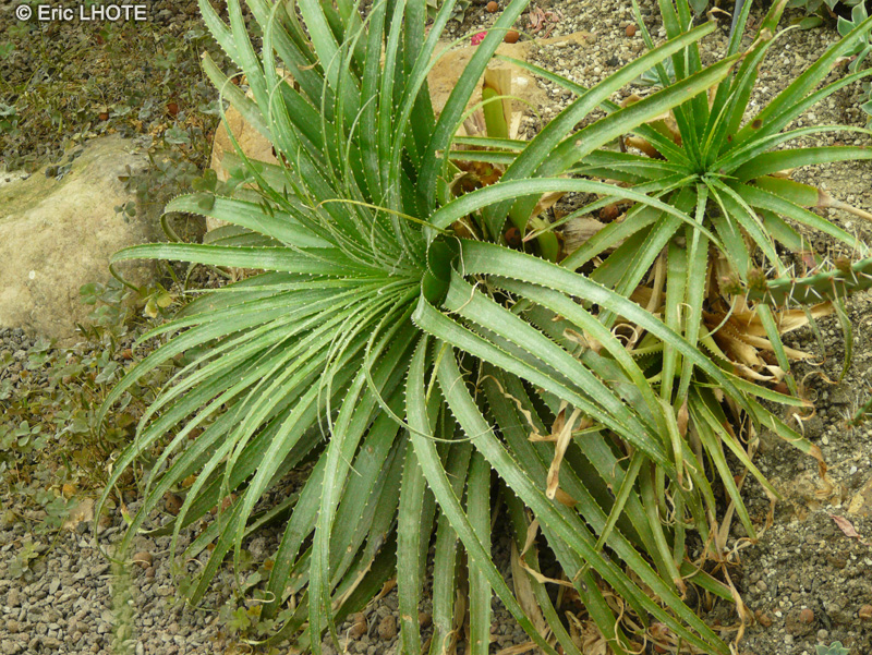 Bromeliaceae - Dyckia goiana - Dyckia