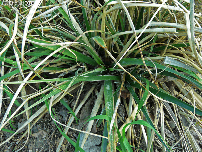  - Fascicularia pitcairniifolia - 