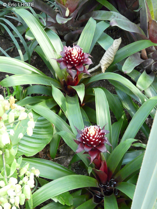 Bromeliaceae - Guzmania Paulina - Guzmania