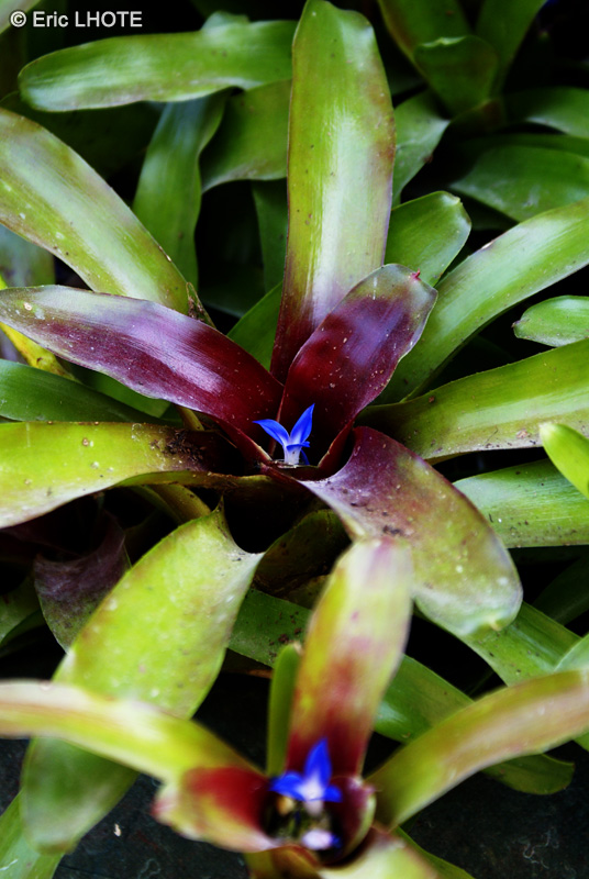  - Neoregelia Fireball - 