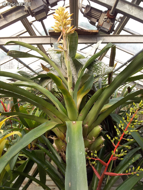 Bromeliaceae - Portea petropolitana - Portea