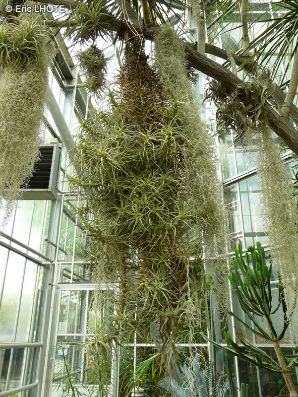  - Tillandsia albida - 