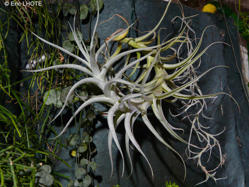  - Tillandsia albida - 