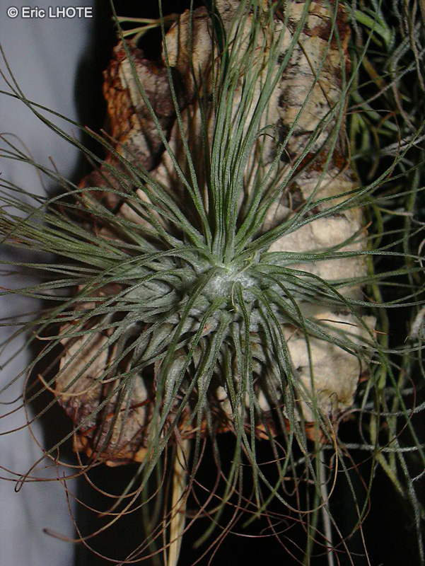 - Tillandsia argentea - 